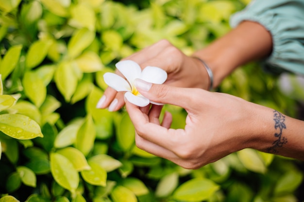 Mano bronceada con manicura natural con joyería linda pulsera de plata sostiene plumeria flor tailandesa blanca