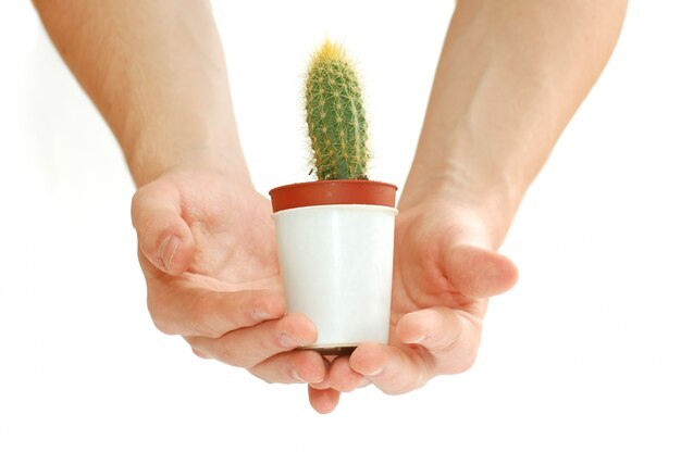 Mano con un cactus