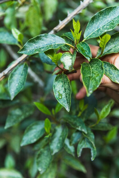 Mano de cultivo que tiende el arbusto