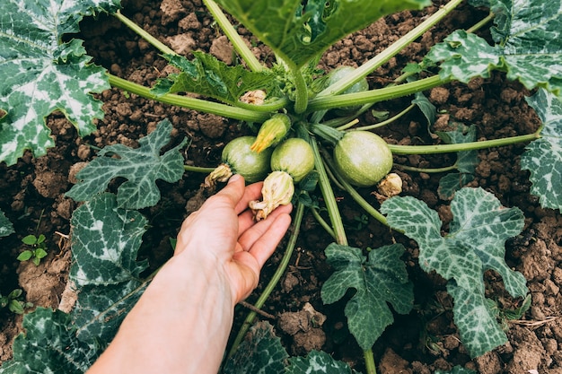 Foto gratuita mano de cultivo tocando calabazas