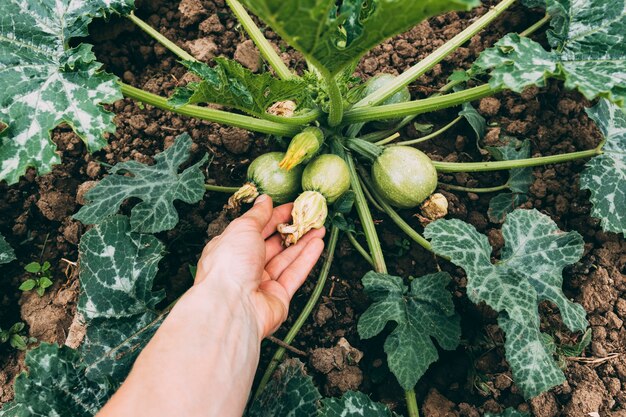 Mano de cultivo tocando calabazas