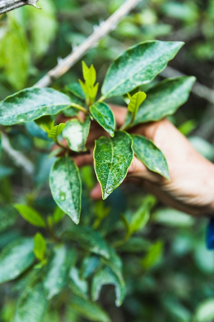 Mano de cultivo tocando la rama de arbusto