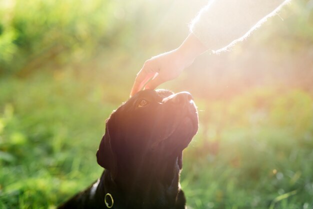 Mano del dueño acariciando la cabeza de su perro en la luz del sol