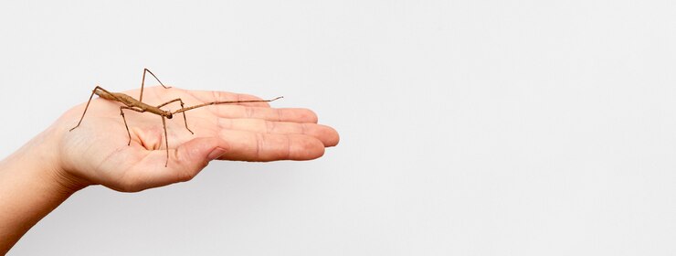 Foto gratuito mano de espacio de copia con insecto
