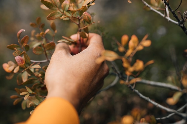 Mano del excursionista masculino sosteniendo la rama de un árbol