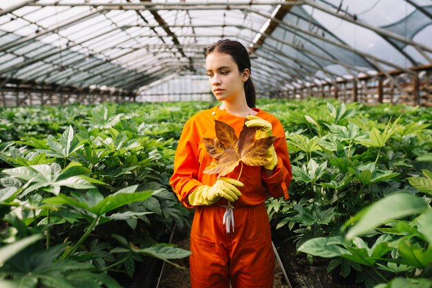 Mano femenina del jardinero con la hoja amarilla del japonica del fatsia que se coloca en invernadero