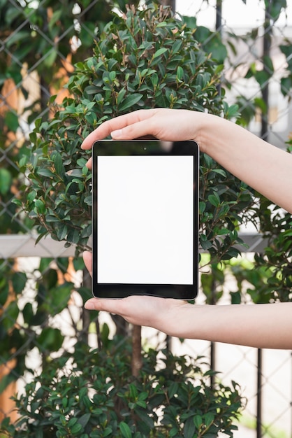 Mano femenina que sostiene la tableta digital con pantalla en blanco en blanco