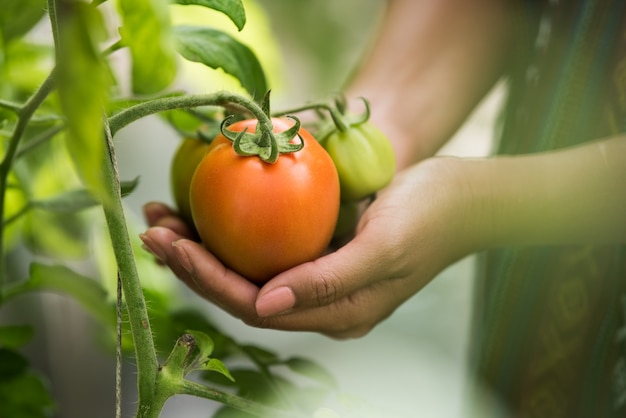 Mano femenina que sostiene el tomate en granja orgánica