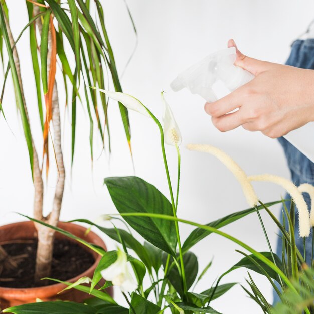 Mano femenina rociando agua en la planta con botella de spray