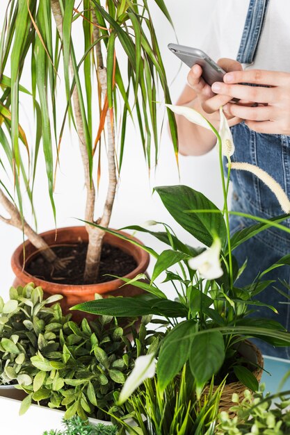 Mano de la floristería usando un celular cerca de plantas en macetas