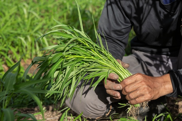 La mano del granjero, la mujer sosteniendo la verdura en la mano y la de un campo de arroz.