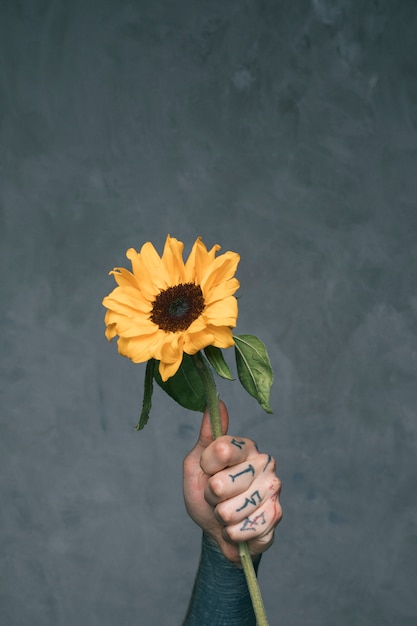 Mano del hombre tatuado que sostiene el girasol contra el fondo gris