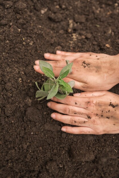 Mano humana plantando planta joven fresca en suelo