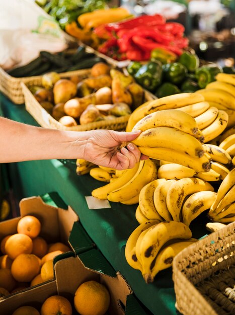 Mano humana sosteniendo manojo de plátano fresco orgánico en la tienda de comestibles