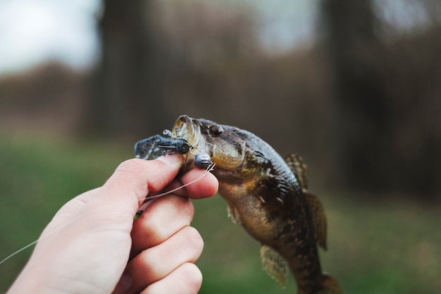 Mano humana sosteniendo pescado fresco