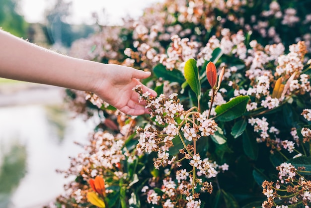 Mano humana tocando flores en el parque