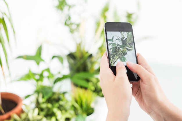 Mano humana tomando fotografía en plantas en maceta en celular