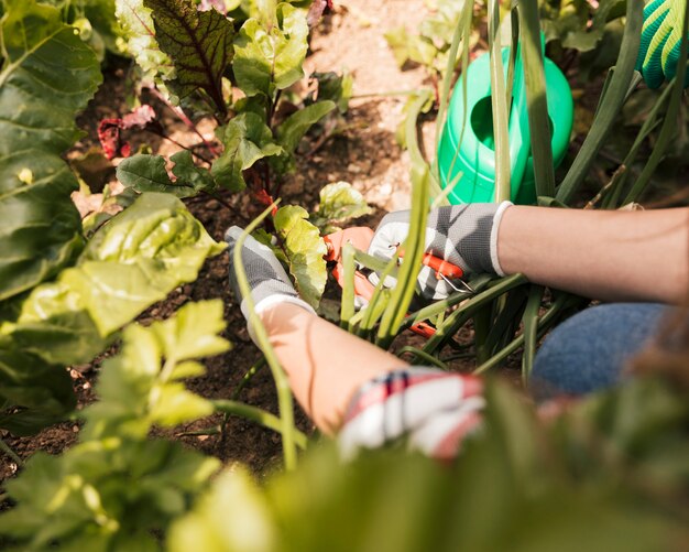 Mano de jardinero femenina podando la planta con tijeras de podar.