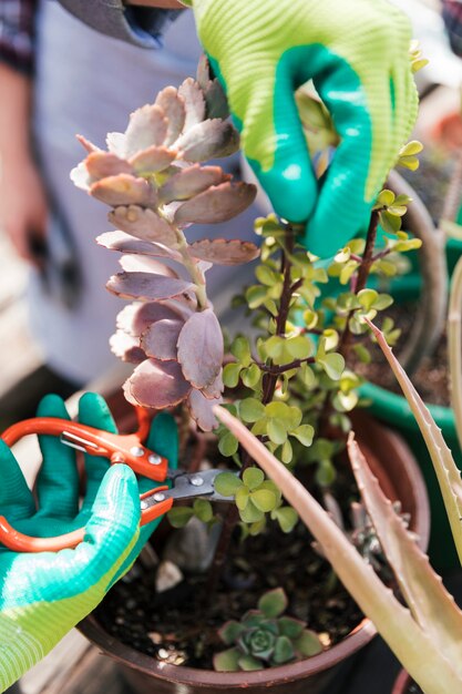 La mano del jardinero en guantes recortando la planta con tijeras de podar.