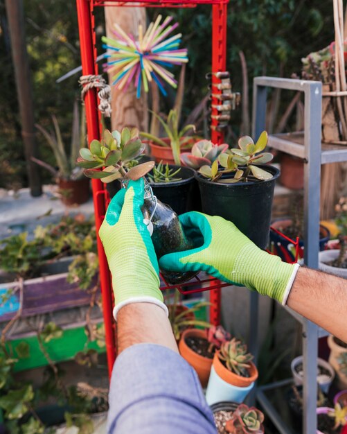 La mano del jardinero de sexo masculino que sostiene la planta del cactus en estante rojo