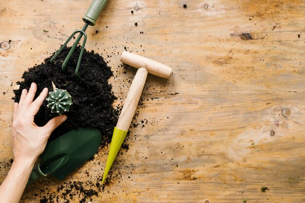 La mano del jardinero siembra una planta de cactus con tierra y una herramienta de jardinería contra la superficie de madera