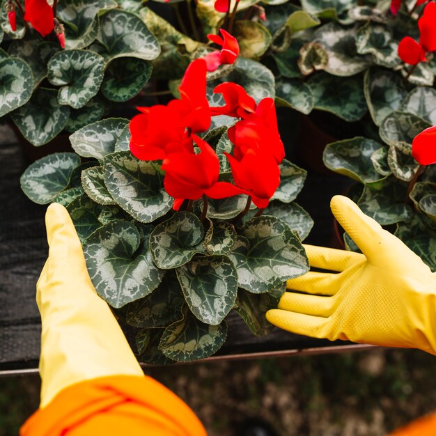 Mano de jardinero tocando planta de flor roja