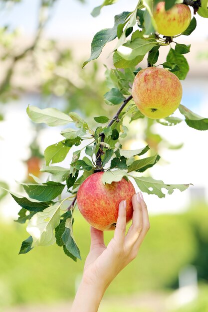 Mano y una manzana