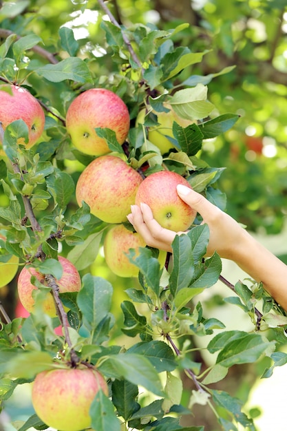 Mano y una manzana