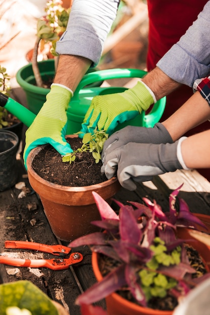 Mano masculina y femenina del jardinero con guantes plantando la plántula