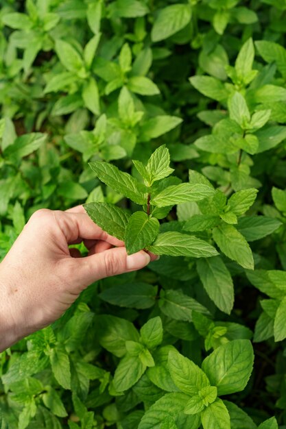 Mano de mujer de cerca tocando menta orgánica fresca en el jardín.