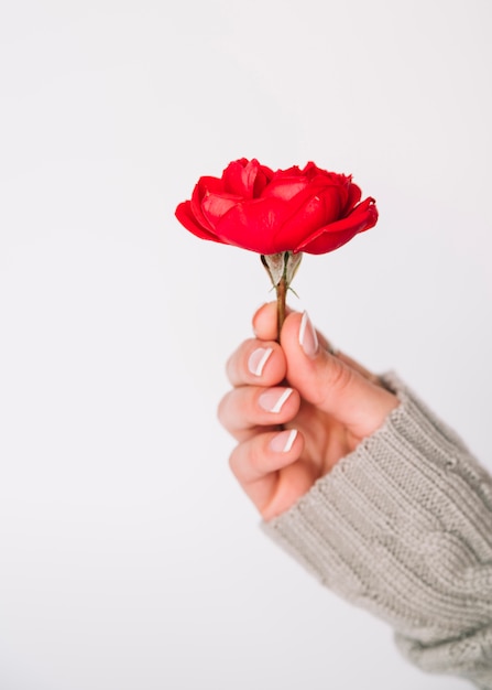 Foto gratuita mano de mujer con flor.