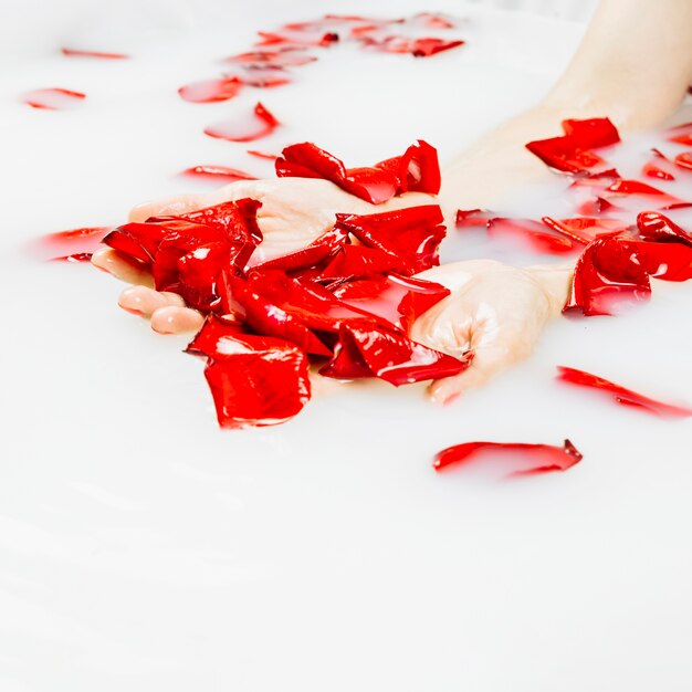 Mano de mujer con hermosos pétalos de flores rojas en baño de spa con leche