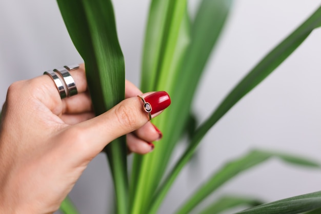 Mano de mujer con manicura roja y dos anillos en los dedos, en la hermosa hoja de palma verde tropical. Pared gris detrás.