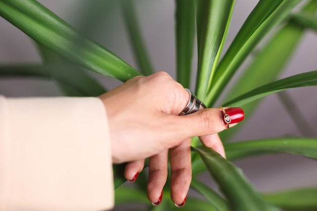 Mano de mujer con manicura roja y dos anillos en los dedos, en la hermosa hoja de palma verde tropical. Pared gris detrás.