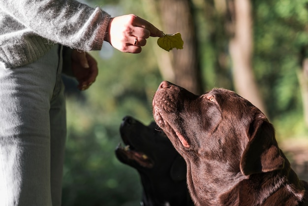 Mano de mujer mostrando la hoja a sus dos labradores en el parque