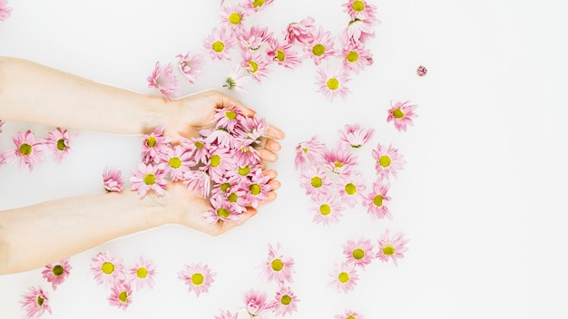 Mano de mujer sosteniendo hermosas flores rosadas