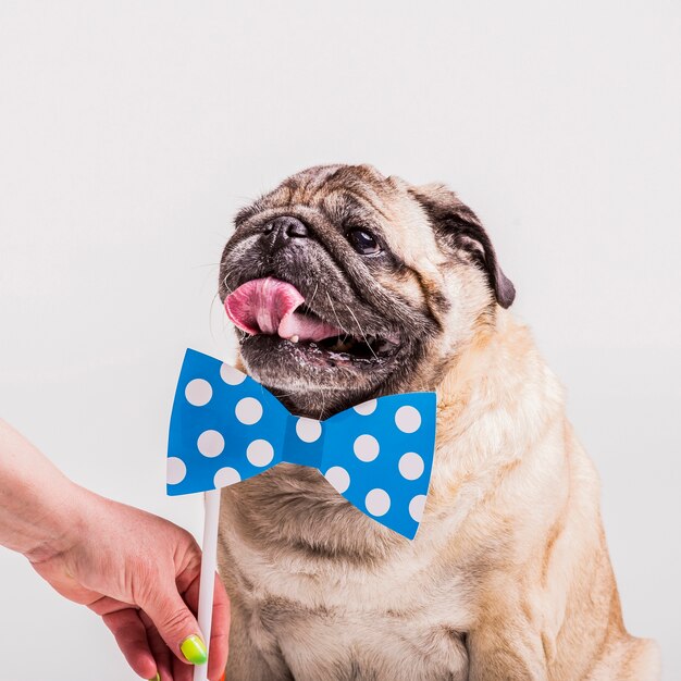 Mano de mujer sosteniendo prop de bowtie cerca del cuello del perro pug