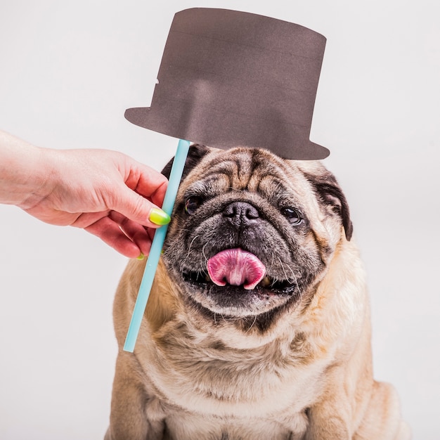 Mano de mujer sosteniendo prop de sombrero sobre la cabeza de perro pug