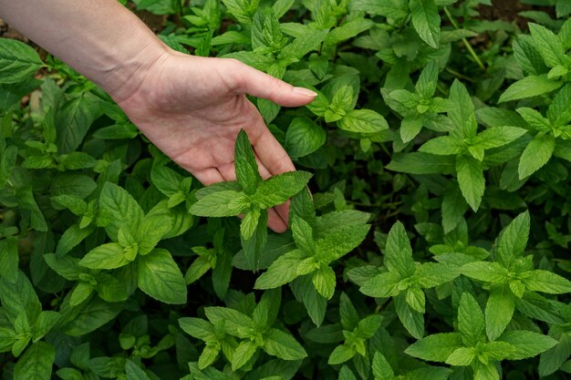 Mano de mujer tocando menta orgánica fresca en el jardín.