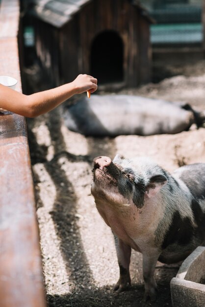 Mano de niña alimentando galleta a cerdo en la granja