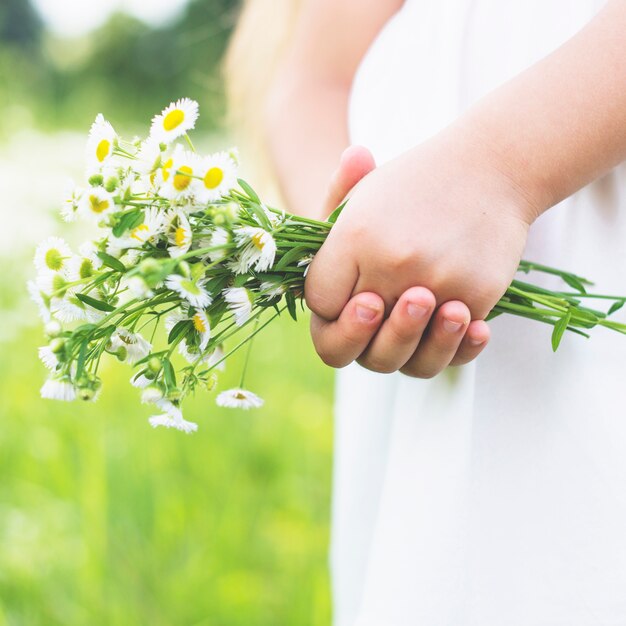 La mano de una niña con flores blancas frescas
