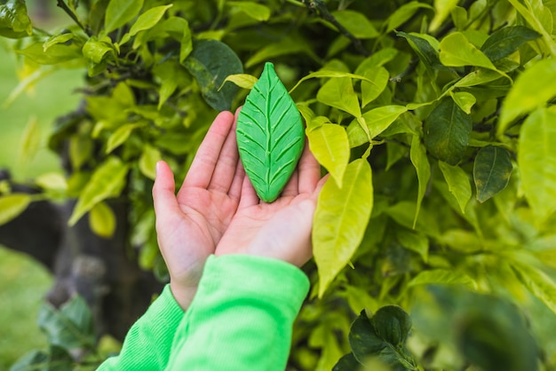 La mano de la niña sosteniendo la hoja de arcilla cerca de la planta en el parque