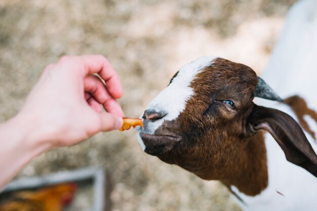 La mano de una persona alimentando comida para cabra.