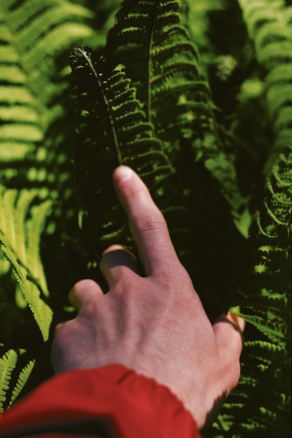 Mano de una persona en hermosas hojas verdes en un bosque