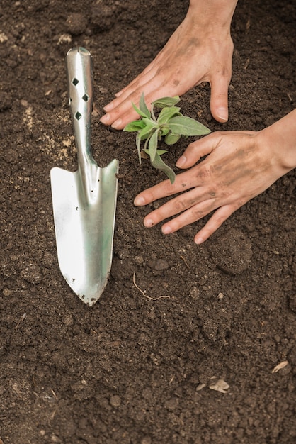 Mano de una persona plantando plántulas en el suelo cerca de la pala de mano