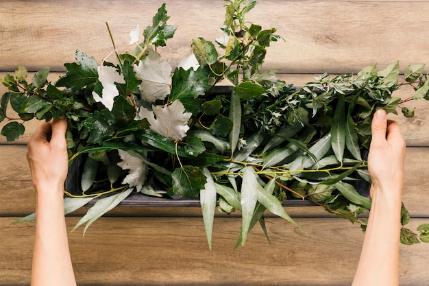 Foto gratuita la mano de la persona que levanta la variedad de plantas en un recipiente sobre fondo de madera