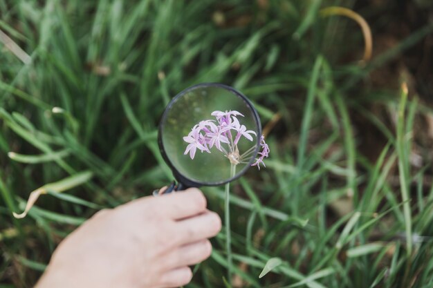 Mano de una persona sosteniendo una lupa sobre la flor morada