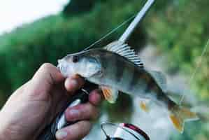 Foto gratuita mano del pescador con caña de pescar con peces