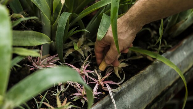 Mano plantando