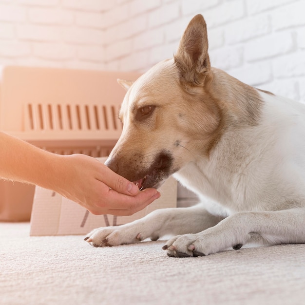 Mano de primer plano tocando la nariz del perro